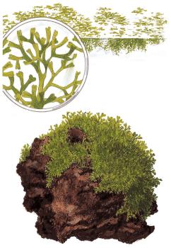 Preview: Riccia fluitans